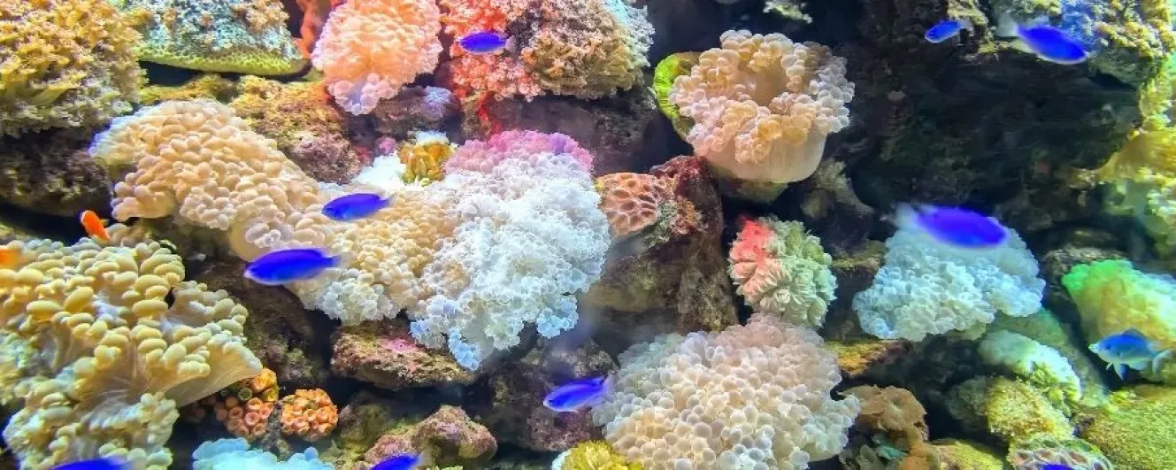 Coral Reef Banner